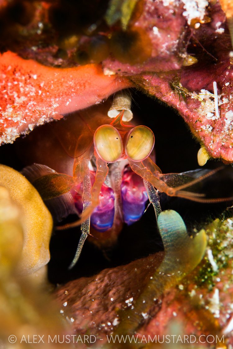 Mantis Portrait, Cayman Islands