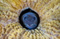 A male flagfin blenny (Emblemariopsis sp.) looking out from a hole (probably its nest) in a brain coral. East End, Grand Cayman, Cayman Islands, British West Indies. Caribbean Sea