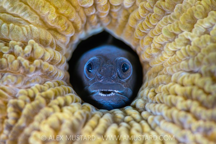 A male flagfin blenny (Emblemariopsis sp.) looking out from a hole (probably its nest) in a brain coral. East End, Grand Cayman, Cayman Islands, British West Indies. Caribbean Sea