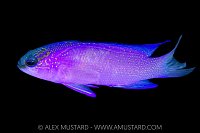 Blackcap Basslet, Cayman Islands