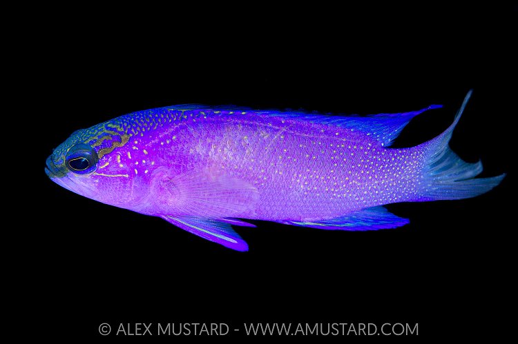 Blackcap Basslet, Cayman Islands
