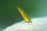 Pike Blenny, Cayman Islands