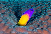 Fairy Basslet Appears From Hole, Cayman Islands