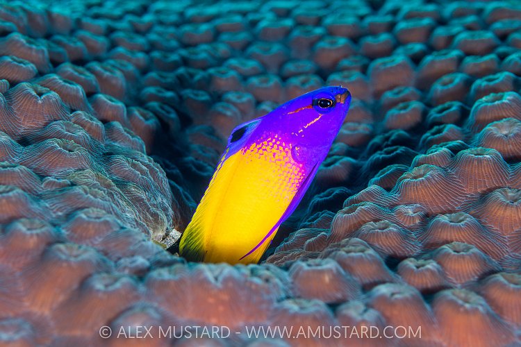 Fairy Basslet Appears From Hole, Cayman Islands
