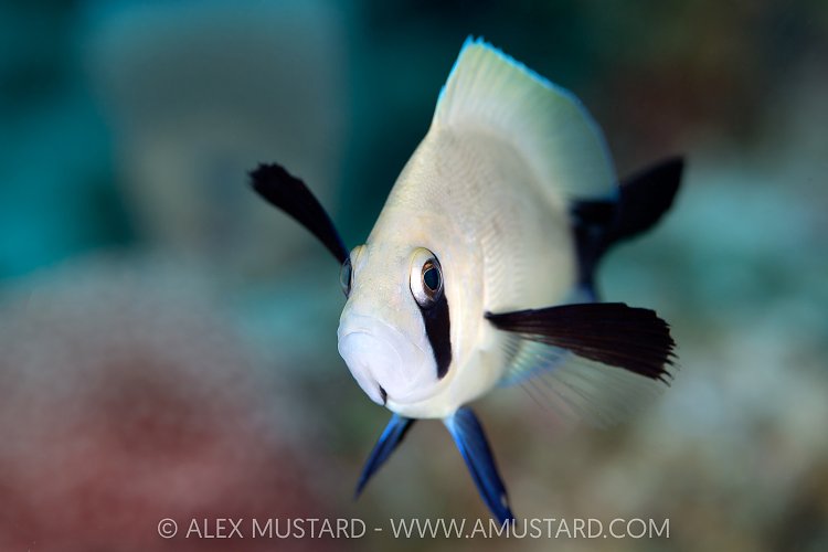Masked Hamlet, Cayman Islands