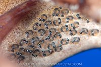 Clingfish Babies, Cayman Islands