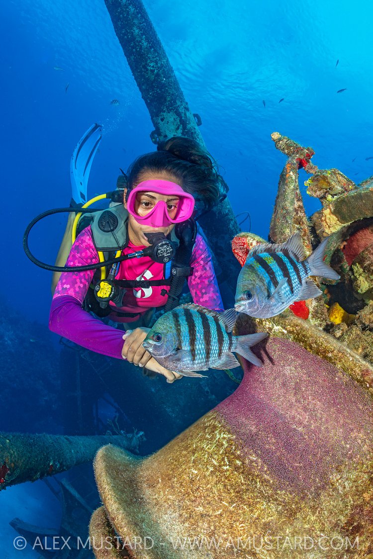 Sergeant Major Nest On Wreck With Diver, Cayman Islands