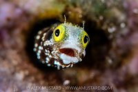 Characterful Blenny, Cayman Islands