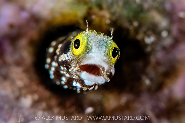 Characterful Blenny, Cayman Islands