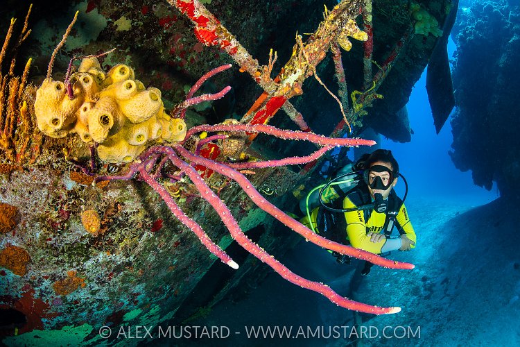 Diver Explores Kittiwake Wreck, Cayman Islands
