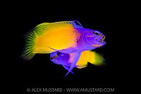 Fairy Basslet Dispute, Cayman Islands