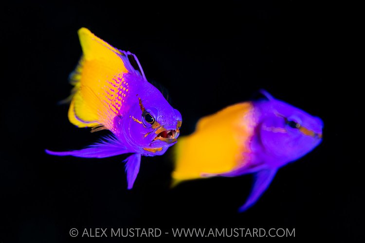 Fairy Basslet Dispute, Cayman Islands