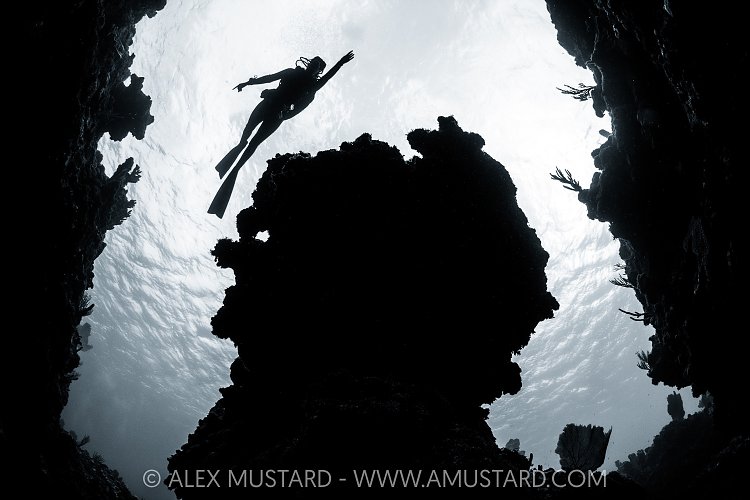 Exploring The Reef, Cayman Islands