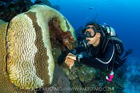 Brain Coral Infected By SCTLD, with diver, Cayman Islands.