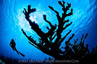 Elkhorn Coral And Diver, Cayman Islands