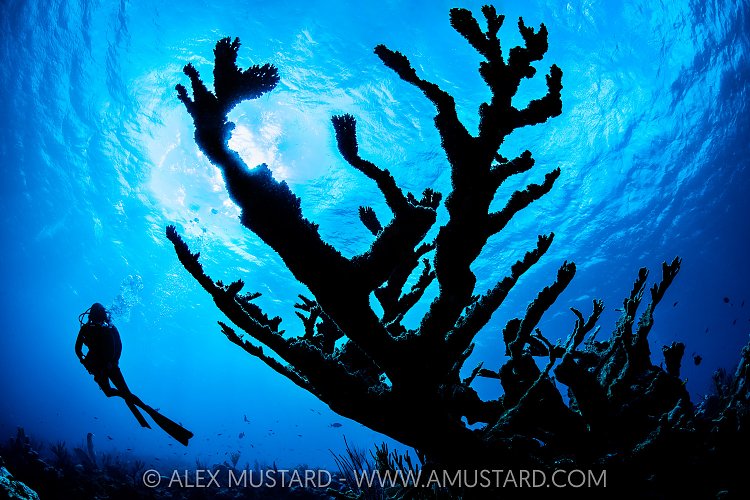 Elkhorn Coral And Diver, Cayman Islands