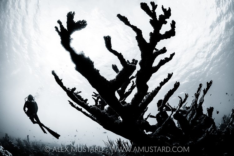 Elkhorn Coral And Diver, Cayman Islands