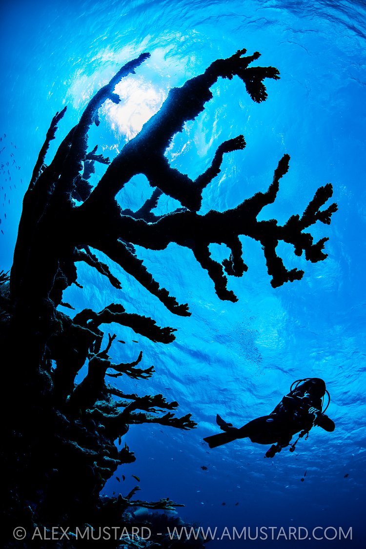 Elkhorn Coral And Diver, Cayman Islands