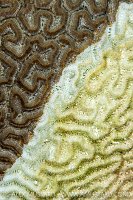 Brain Coral Infected By SCTLD, Cayman Islands.