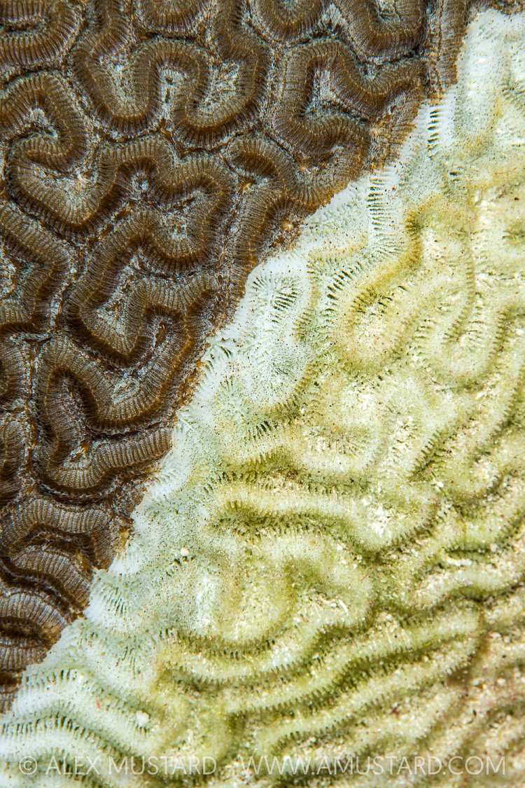 Brain Coral Infected By SCTLD, Cayman Islands.