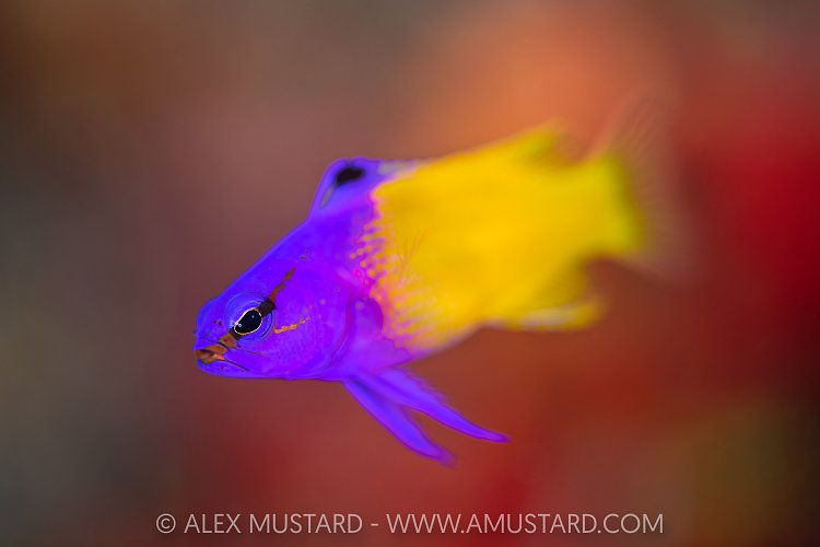 Fairy Basslet Portrait, Cayman Islands