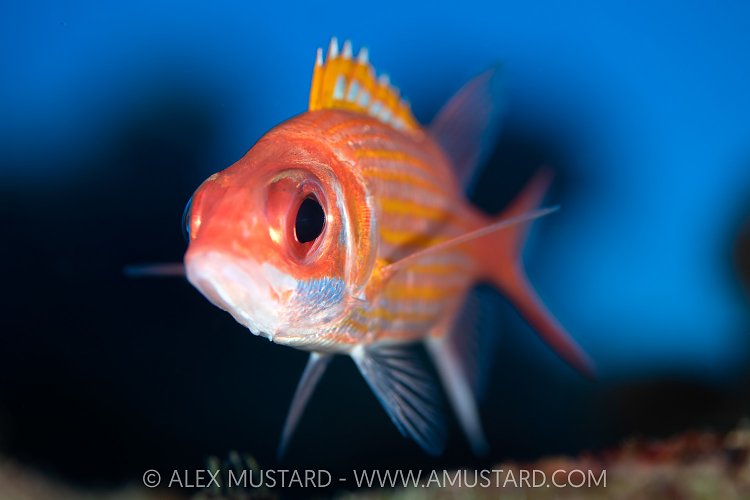 Longjaw Squirrelfish, Cayman Islands