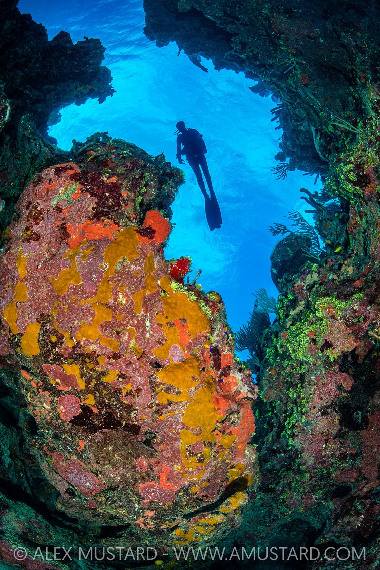 Coral Reef Scenery With Diver, Cayman Islands