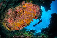 Coral Reef Scenery With Diver, Cayman Islands