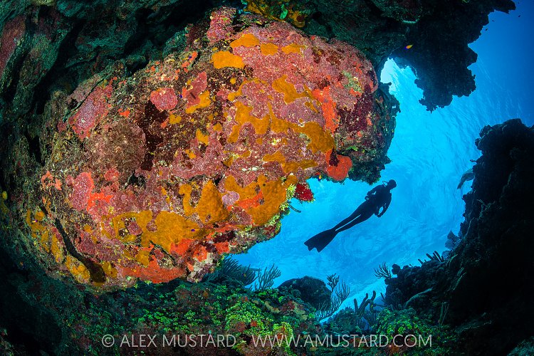 Coral Reef Scenery With Diver, Cayman Islands