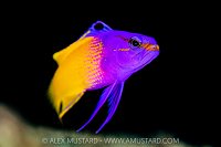 Fairy Basslet Portrait, Cayman Islands