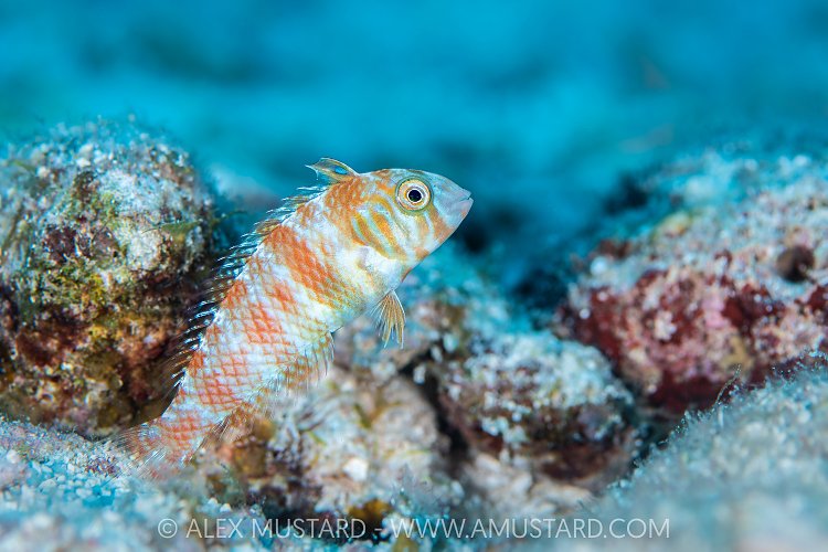 Green Razorfish, Cayman Islands