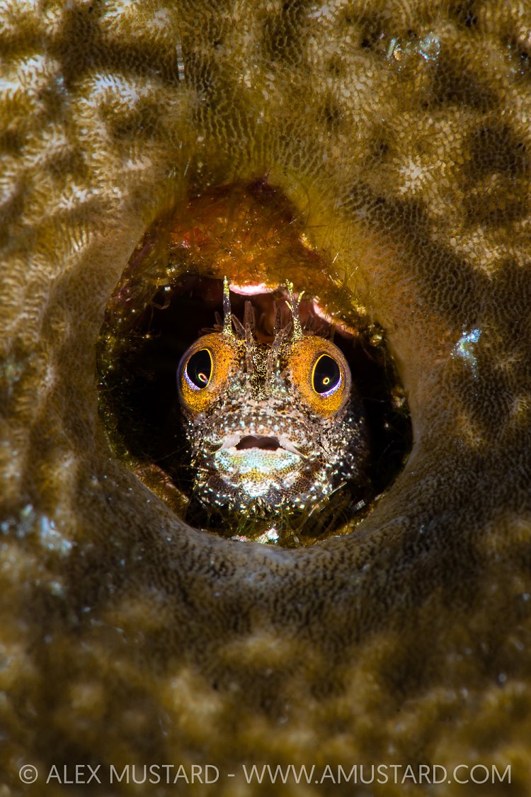 Secretary Blenny, Cayman Islands