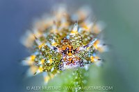 Seaslug On Algae, Cayman Islands