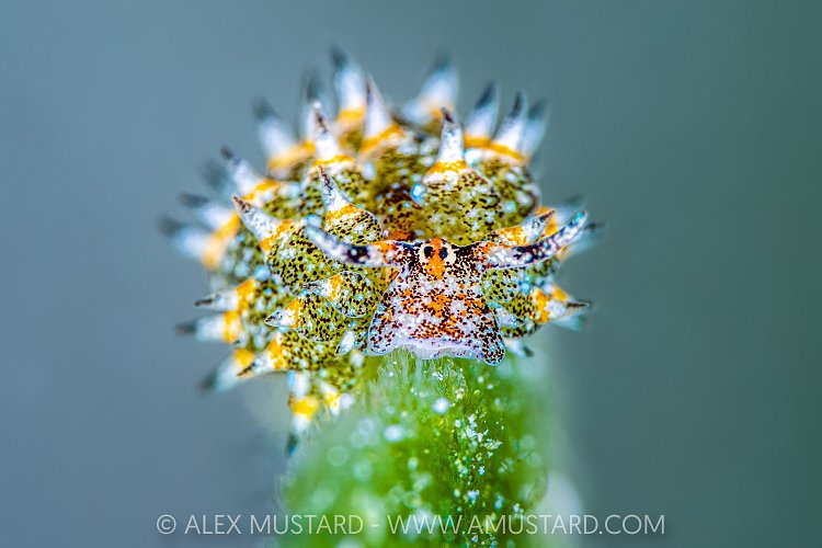 Seaslug On Algae, Cayman Islands