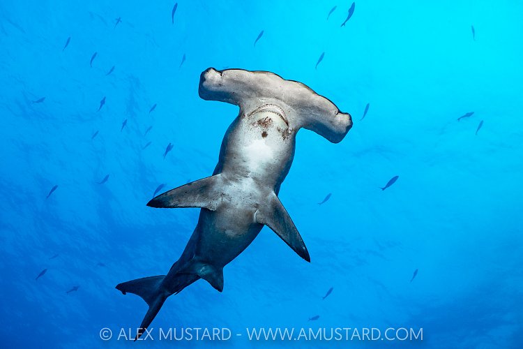 Hammerhead From Below, Galapagos