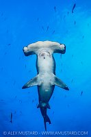 Hammerhead Portrait. Galapagos