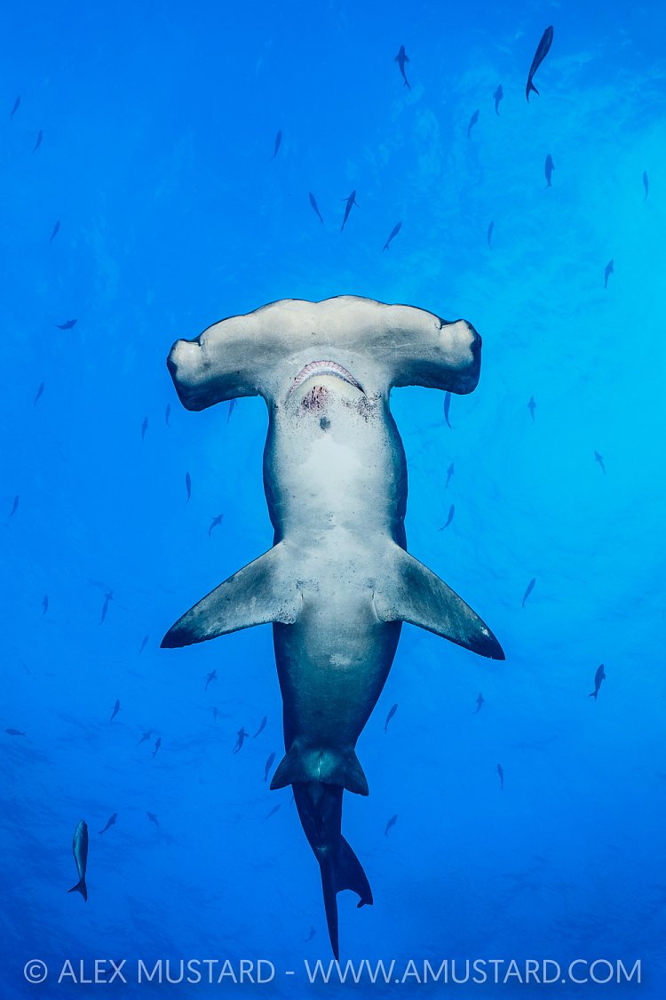 Hammerhead Portrait. Galapagos