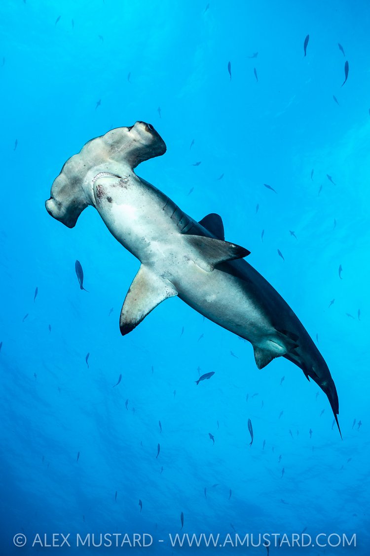 Hammerhead Portrait, Galapagos