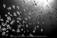 Schools In Sunburst, Maldives