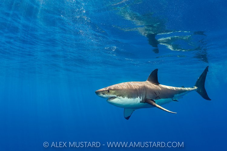 Great White Shark At Surface, Mexico