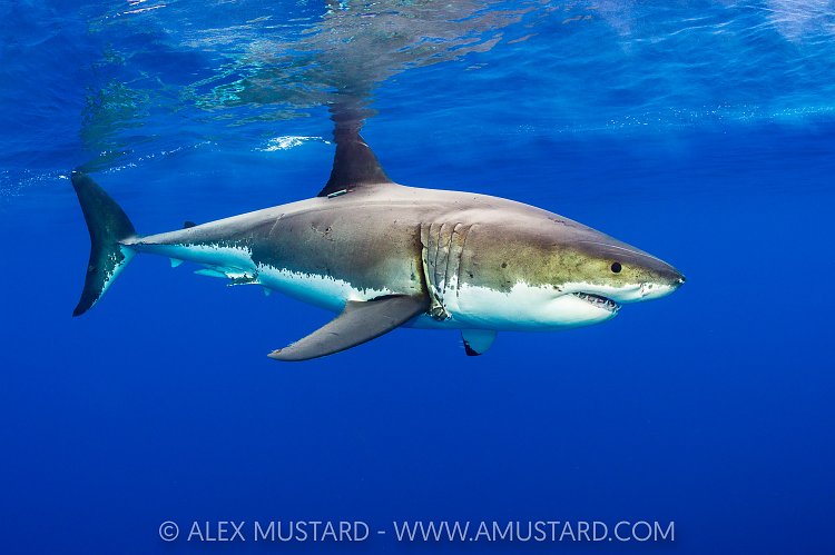 Great White Shark At Surface, Mexico
