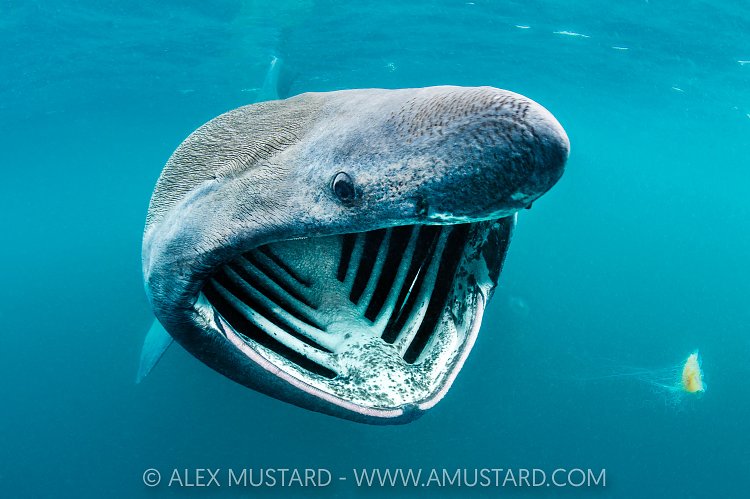 Basking Shark Feeding, United Kingdom
