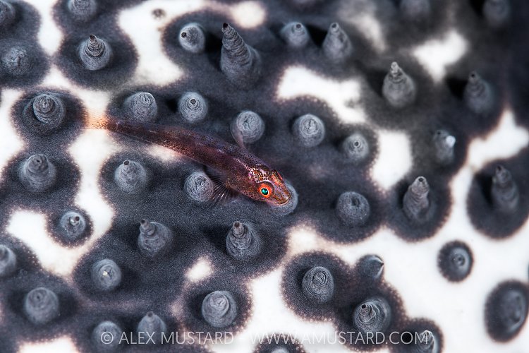 Goby On Strange Background, Indonesia