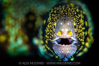 Snowflake Portrait, Indonesia