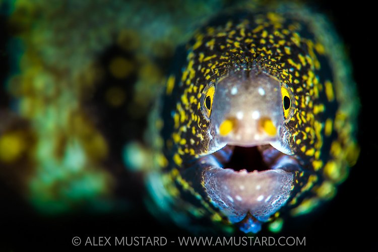 Snowflake Portrait, Indonesia