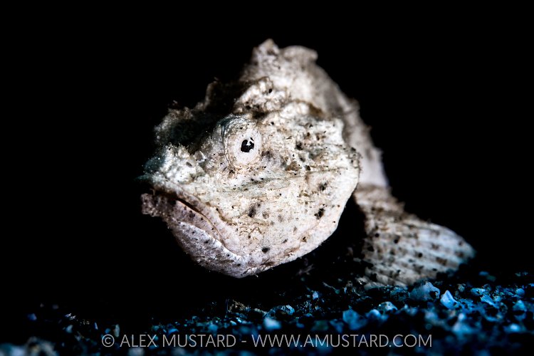 Grumpy Scorpionfish, Indonesia