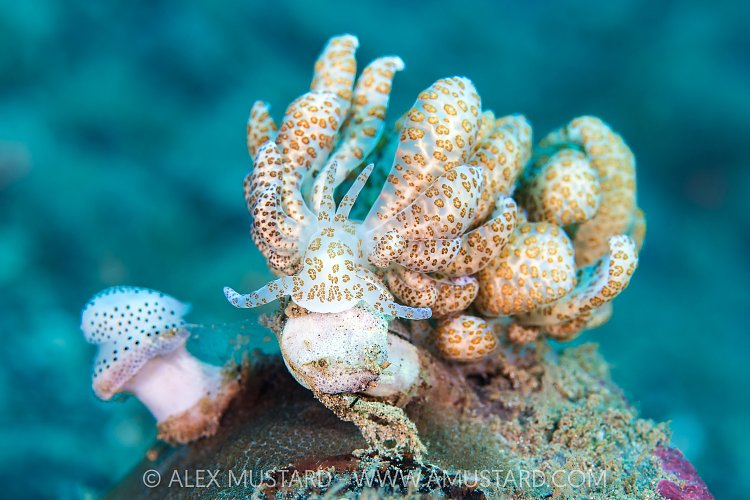 Nudibranch Feeding On Corals, Indonesia