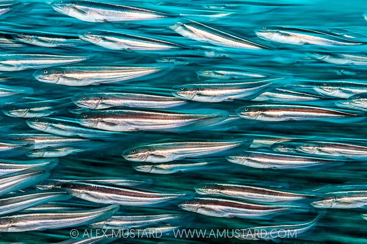 Striped Catfish School, Indonesia