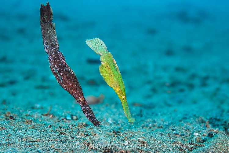 Ghost Pipefish Pair, Indonesia