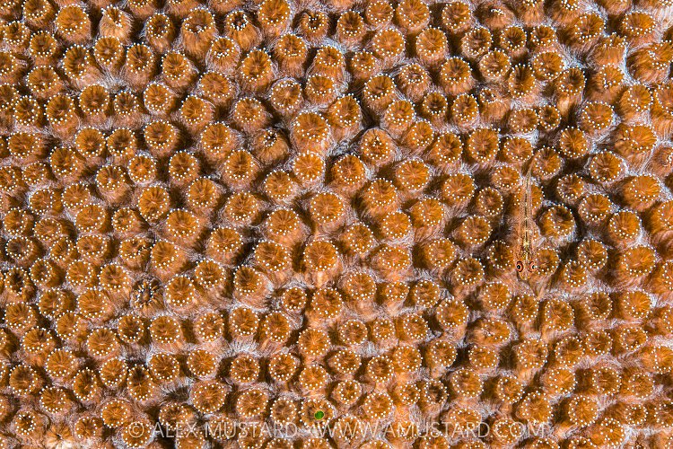 Ghostgoby On Hard Coral, Indonesia.